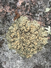 Rhizoplaca opiniconensis