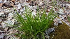 Carex deweyana