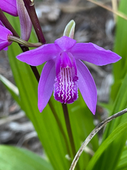 Bletilla