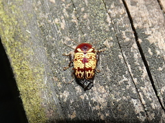 Cryptocephalus irroratus