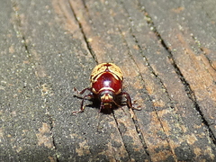 Cryptocephalus irroratus