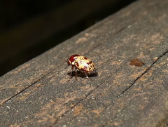 Cryptocephalus irroratus