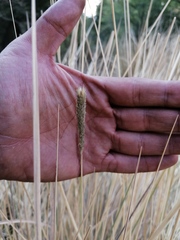 Muhlenbergia macroura