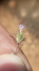 Navarretia tagetina