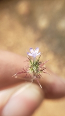 Navarretia tagetina