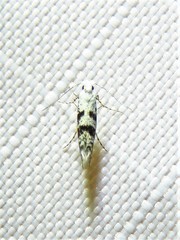 Argyresthia austerella