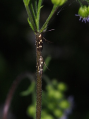Eretmocera impactella