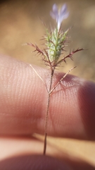 Navarretia tagetina