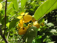 Senna oxyphylla