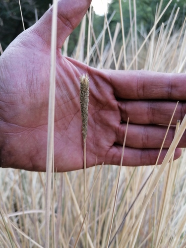 Muhlenbergia macroura, photograph 2