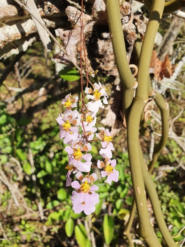 Tolumnia variegata, photograph 5