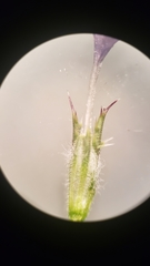 Navarretia tagetina