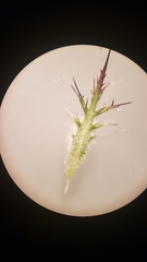 Navarretia tagetina