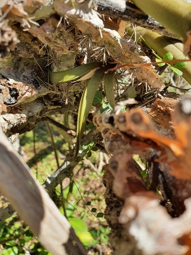 Tolumnia variegata, photograph 6