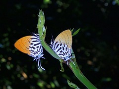 Drupadia ravindra moorei