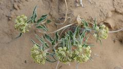 Asclepias macrosperma
