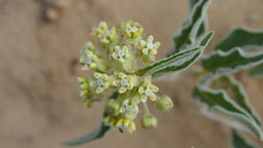 Asclepias macrosperma