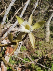 Vanilla claviculata