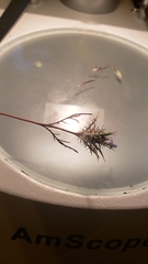 Navarretia tagetina
