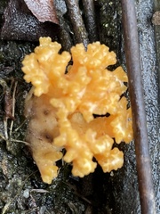 Ramaria capitata