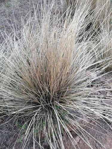 Muhlenbergia macroura, photograph 3