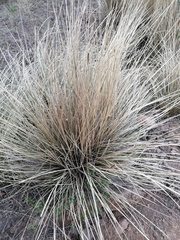 Muhlenbergia macroura, photograph (c) Carlos Domínguez-Rodríguez, some rights reserved (CC BY)
