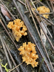 Ramaria capitata