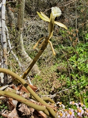 Vanilla claviculata