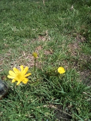 Ranunculus dichotomus