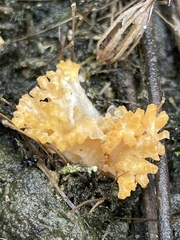 Ramaria capitata
