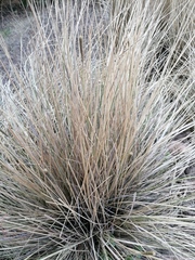 Muhlenbergia macroura, photograph (c) Carlos Domínguez-Rodríguez, some rights reserved (CC BY)
