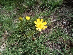 Ranunculus dichotomus