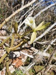 Vanilla claviculata