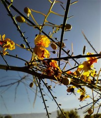 Parkinsonia aculeata
