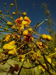 Parkinsonia aculeata