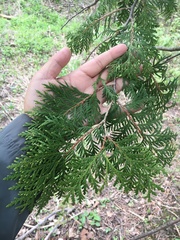 Thuja occidentalis