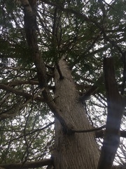 Thuja occidentalis