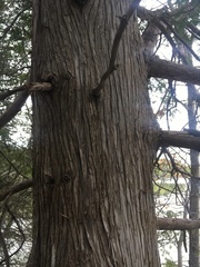 Thuja occidentalis