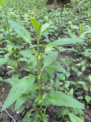 Lysimachia radicans