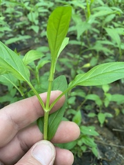 Lysimachia radicans