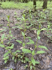 Lysimachia radicans