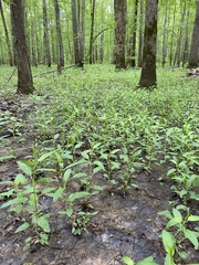 Lysimachia radicans