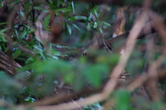 Thryophilus pleurostictus