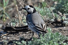Motacilla alba