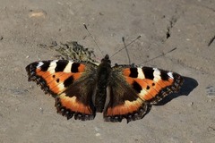 Aglais urticae