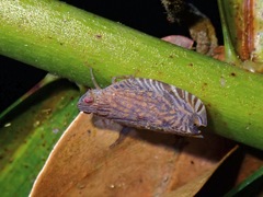 Lophopidae