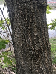 Acer negundo