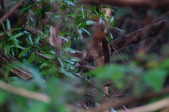 Thryophilus pleurostictus