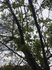 Acer negundo