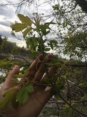 Acer negundo